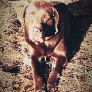 Male Chocolate Lab