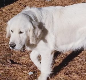 White English Lab Dog walking by Strong Retrievers