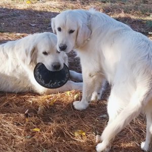 White golden retrievers playing