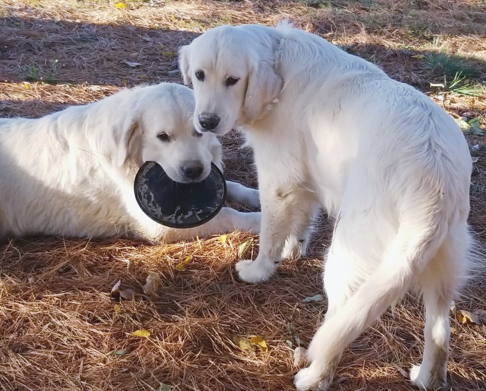 English Golden Lab Puppies for Sale in Indiana | Strong ...