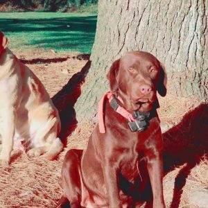 Chocolate and Yellow Lab Dogs sitting by tree by Strong Retrievers