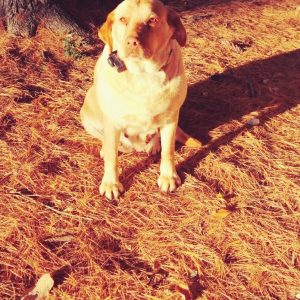 Yellow Lab Sitting on ground by tree by Strong Retrievers