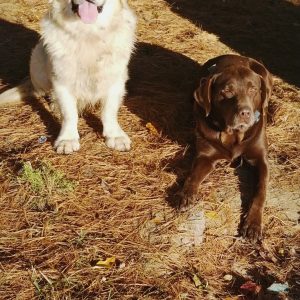 Chocolate and Yellow Lab dogs sitting on ground by tree by Strong Retrievers