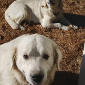 White golden retrievers