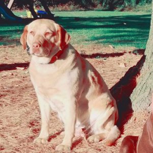 Yellow Lab sitting by tree with grass in background by Strong Retrievers