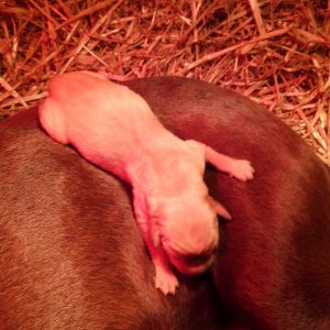 Newborn Puppy laying on Mother by Strong Retrievers